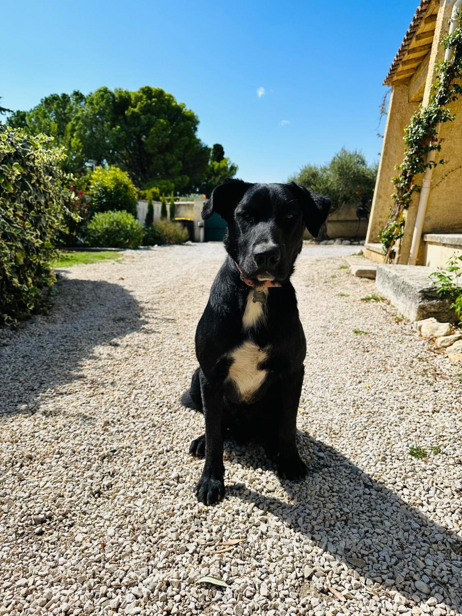 La Pitchoune : Gite Aux Pieds Des Alpilles Мурьес Экстерьер фото